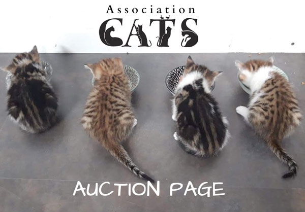 auction items for fundraising cats